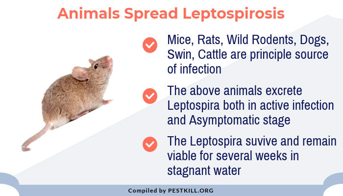 Los animales propagan la leptospirosis