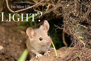 Do mice like Light?