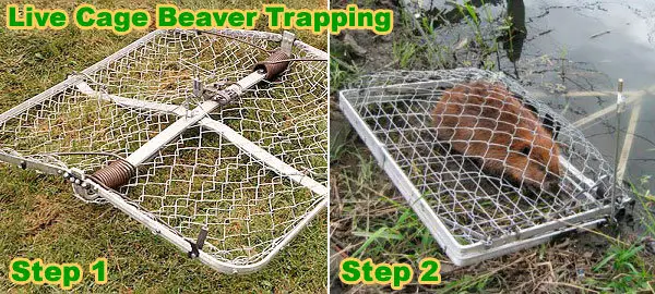 Live cage beaver trapping