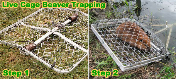 3 Best Beaver Traps [*2023 UPDATED*]: Review & Buyer's Guide