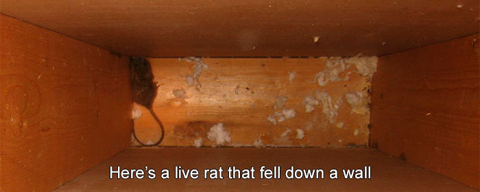 Here's a live rat that fell down a wall