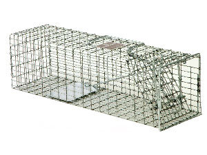 Best Squirrel Trap in 2021 – Catch Squirrel Easily & Efforylessly! 