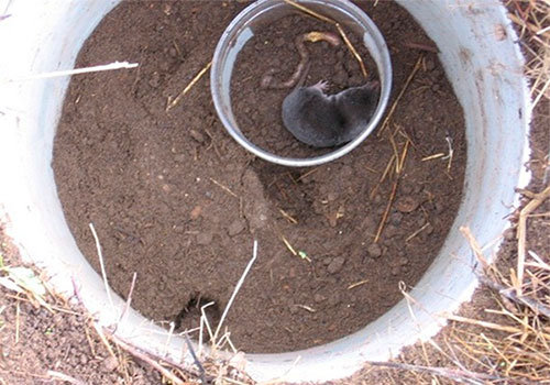 Live trap for moles