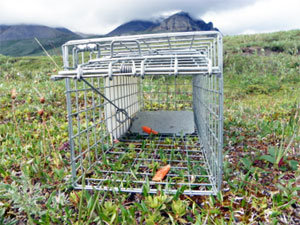 squirrel trap should pests types