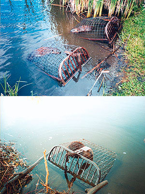 Live Beaver Traps