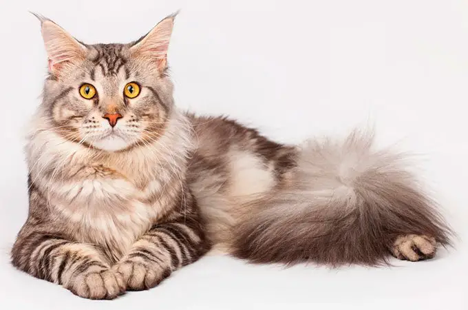 Maine Coon breed