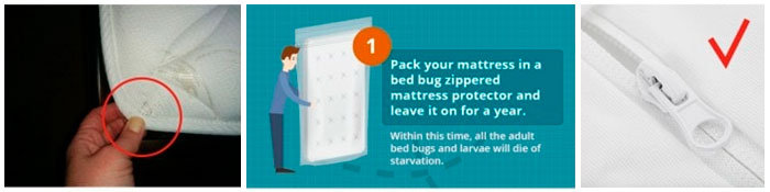 Signs of the best bed bug mattress cover