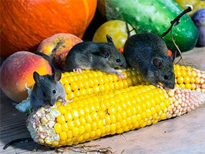 Mice and corn