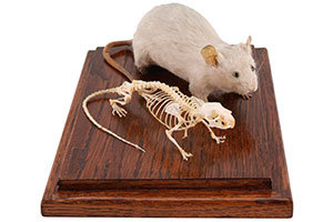 Backbone of mice