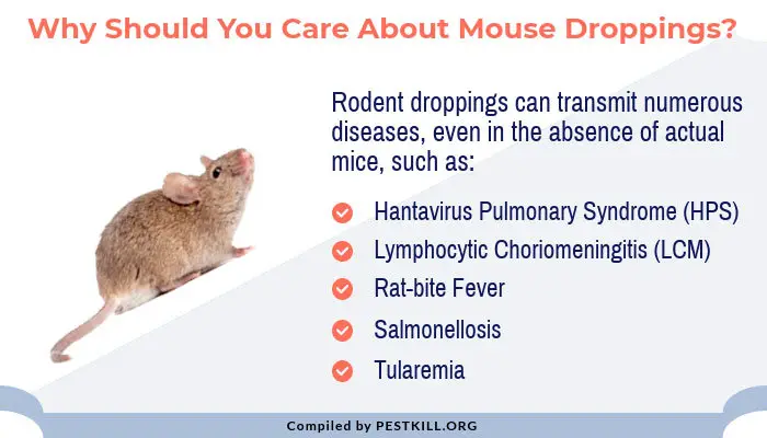 Infographic: Mice deseases