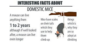 Interesting facts about Domestic mice