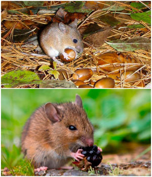 Field mice food