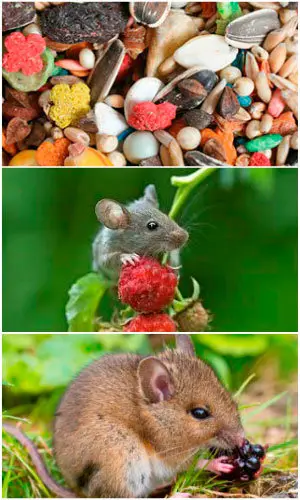 Mice food