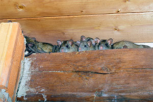 Mice in attic