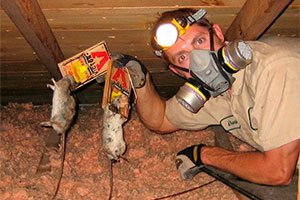 Mice In Ceiling Apartment