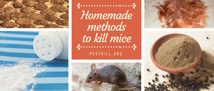 Home Remedies To Get Rid Of Mice Find Out The Best Homemade Solutions 
