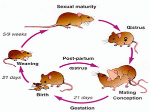 Mice life cycle