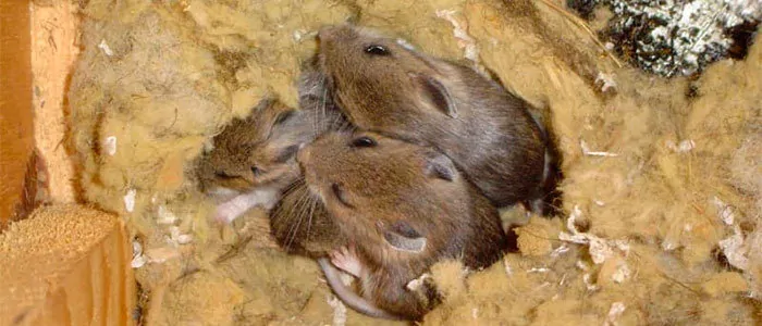 Mice nest in insulation