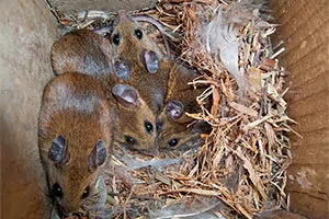 Mice nest
