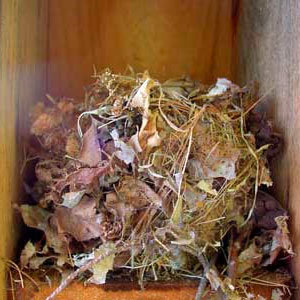 Mice nest