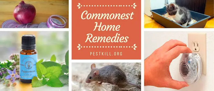 Mice Home Remedies