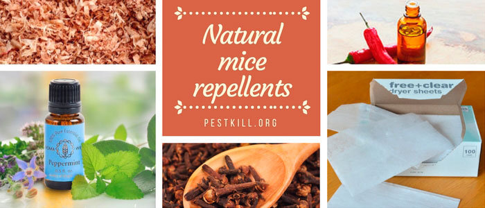 Infographic: Natural Mice Repellents