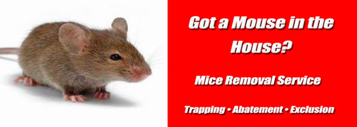 Mice Removal Service