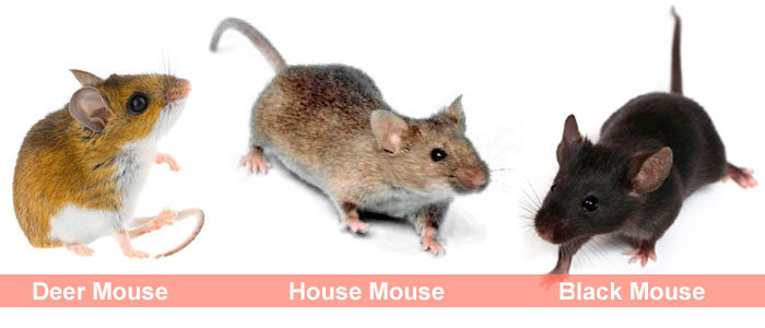 Mice types
