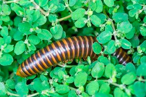 Millipede