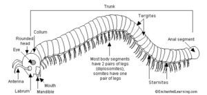 Common Types of Millipedes: What You Should Know About Millipedes