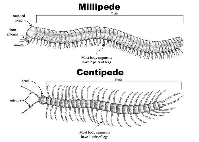 centipede mouth