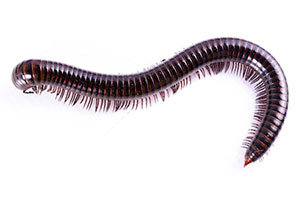 Millipede identify