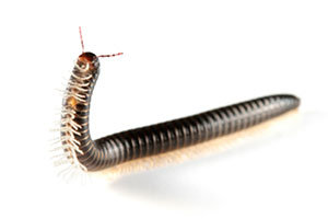 Millipede