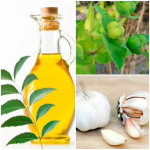 Neem oil, garlic and plant