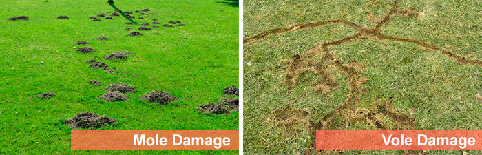 Mole vs Vole Damage