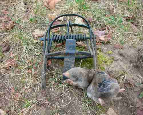 7 Best Mole Traps For 2023 - Mole Traps That Work - The Pest Informer