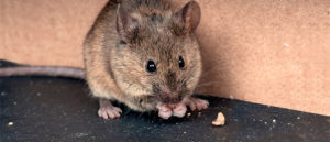 What Do Mice Like to Eat? Learn the Details Here