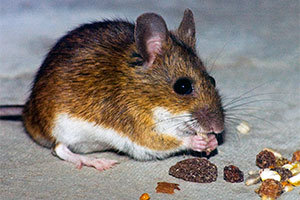 Mouse eating raisin