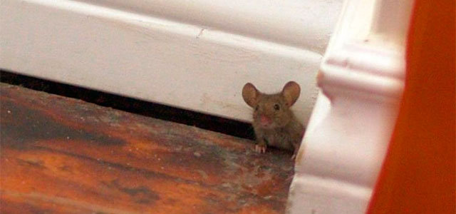 6 Clever Ways to Get Rid of Mice That Actually Work - Kitchen Fun With My 3  Sons