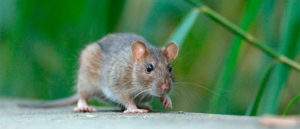 Do You Have Mice Holes in Yard? How to Get Rid of Them ASAP