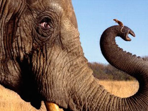 Mouse and elephant