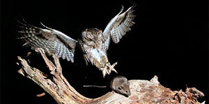 Mouse catched by owl