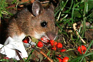 Mouse eating berries