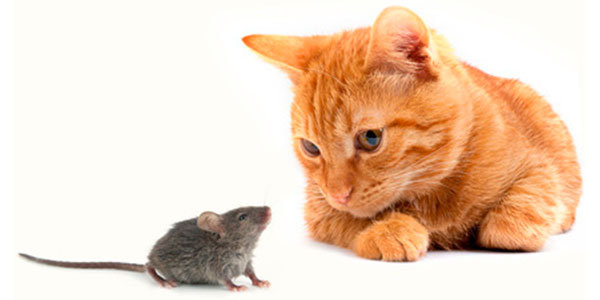 Mouse and cat