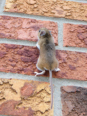 Mouse climb up the wall