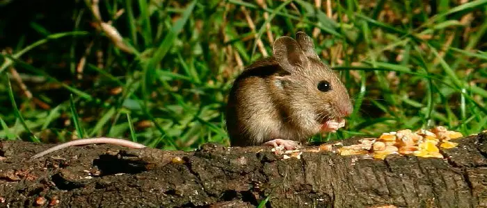 Field mouse diet