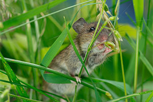 Mouse eating grass