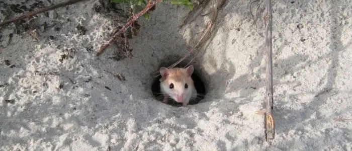 Mouse at hole