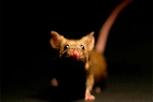 Mouse in dark