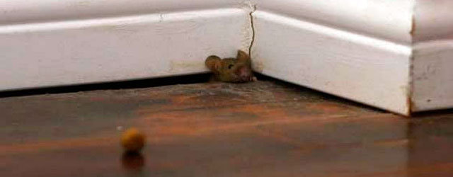Mouse in gap